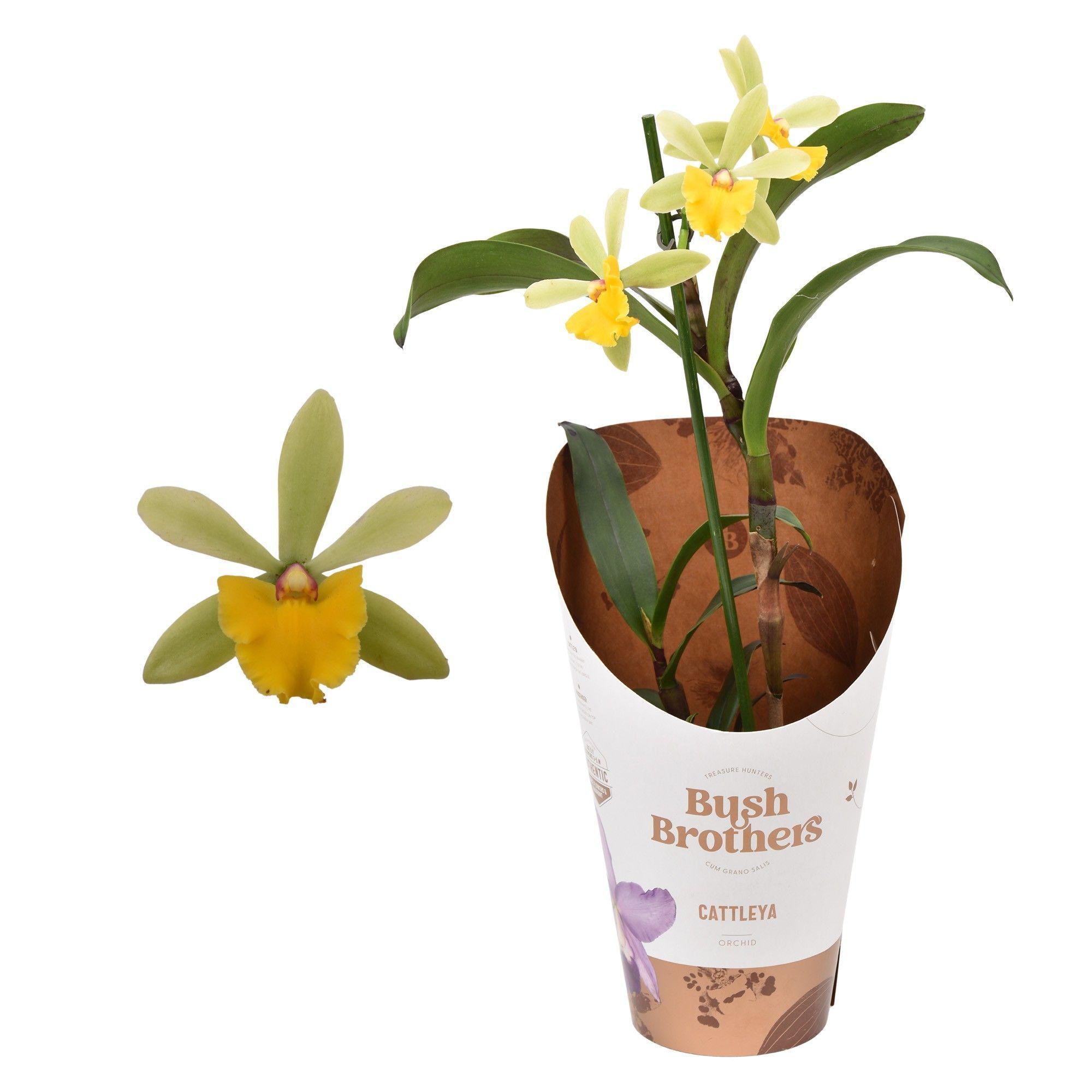 Горшечные цветы и растения оптом Epidendrum Cattleya от 10шт из Голландии с доставкой по России