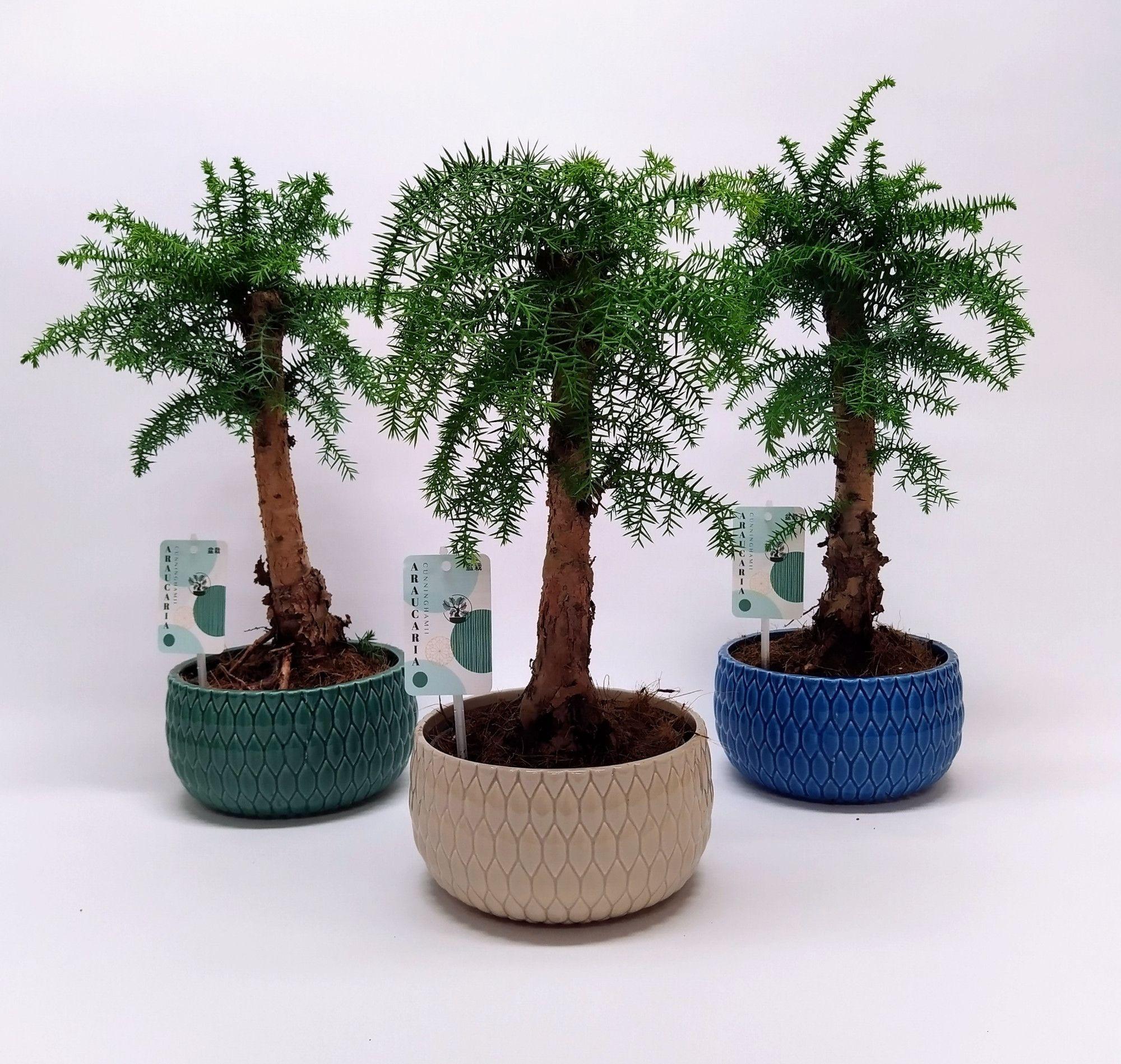 Горшечные цветы и растения оптом Araucaria Cunninghamii Bonsai Lily от 4шт из Голландии с доставкой по России