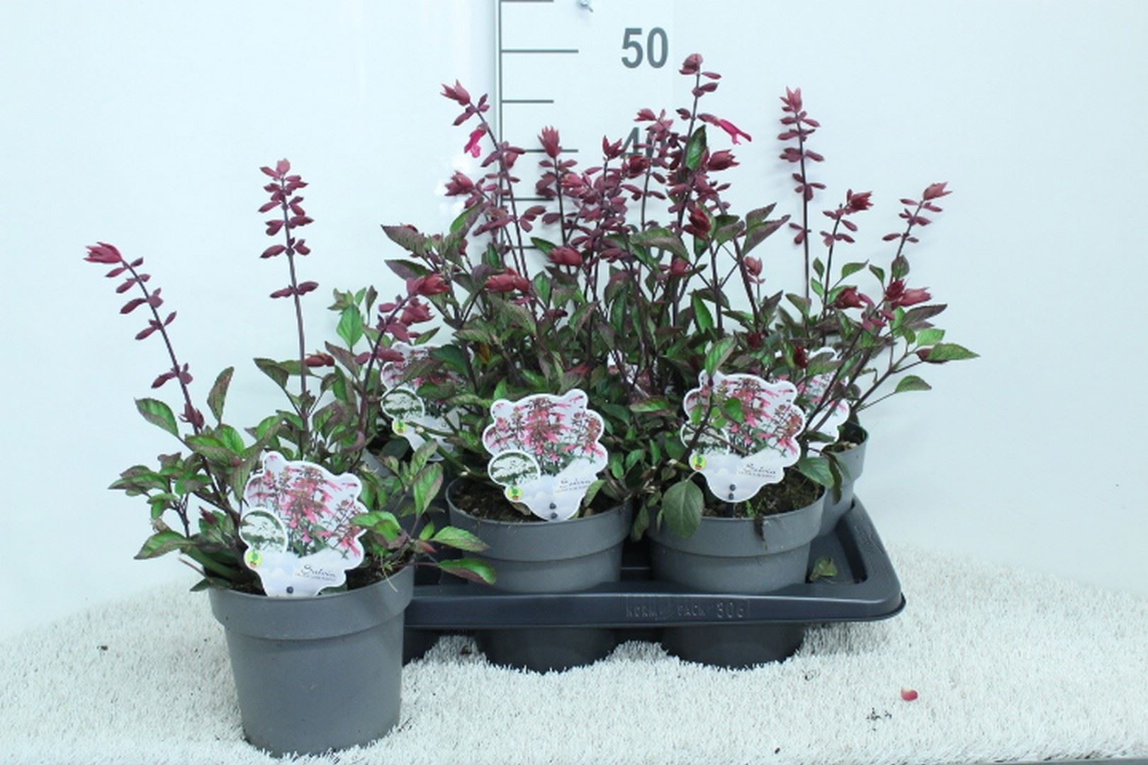 Горшечные цветы и растения оптом Salvia   ... от 6шт из Голландии с доставкой по России