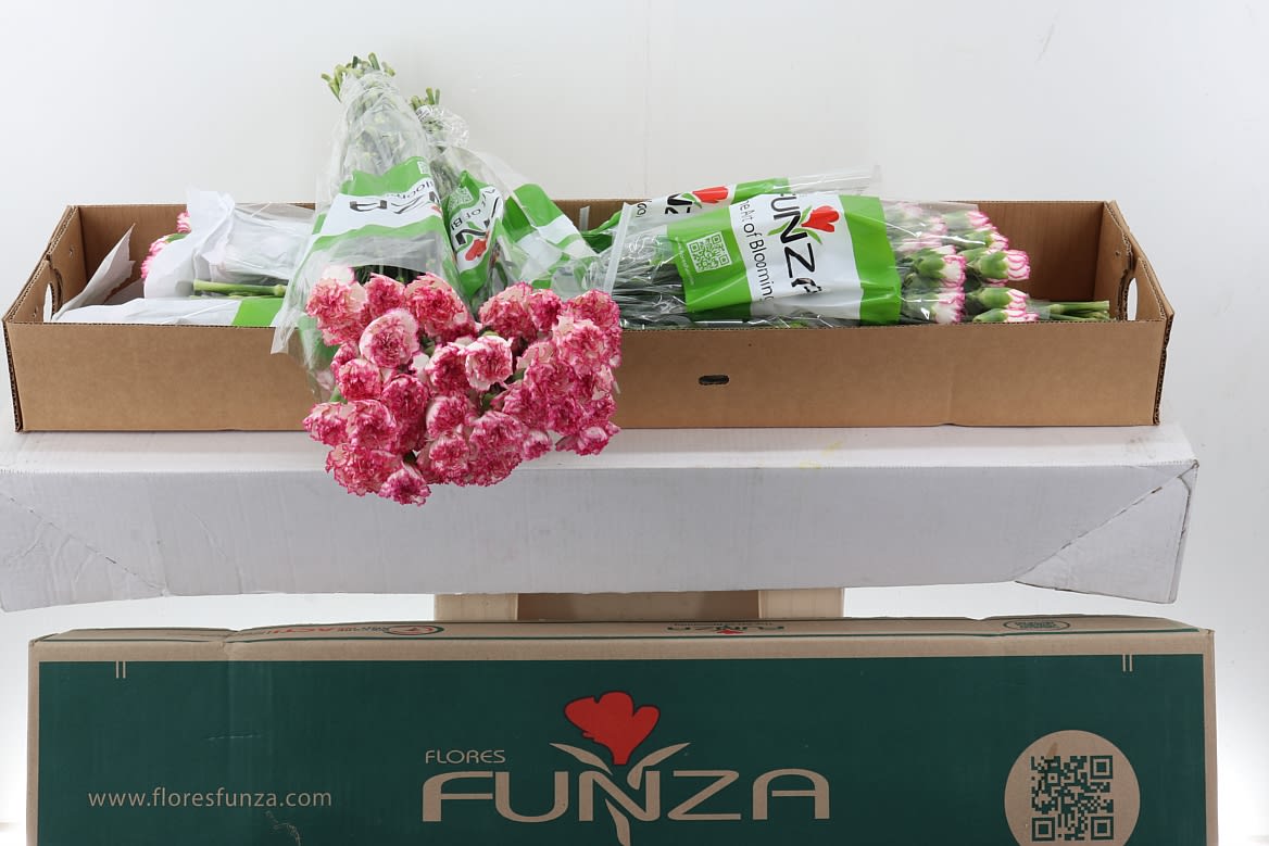 Срезанные цветы оптом Dianthus st komachi от 160шт из Голландии с доставкой по России