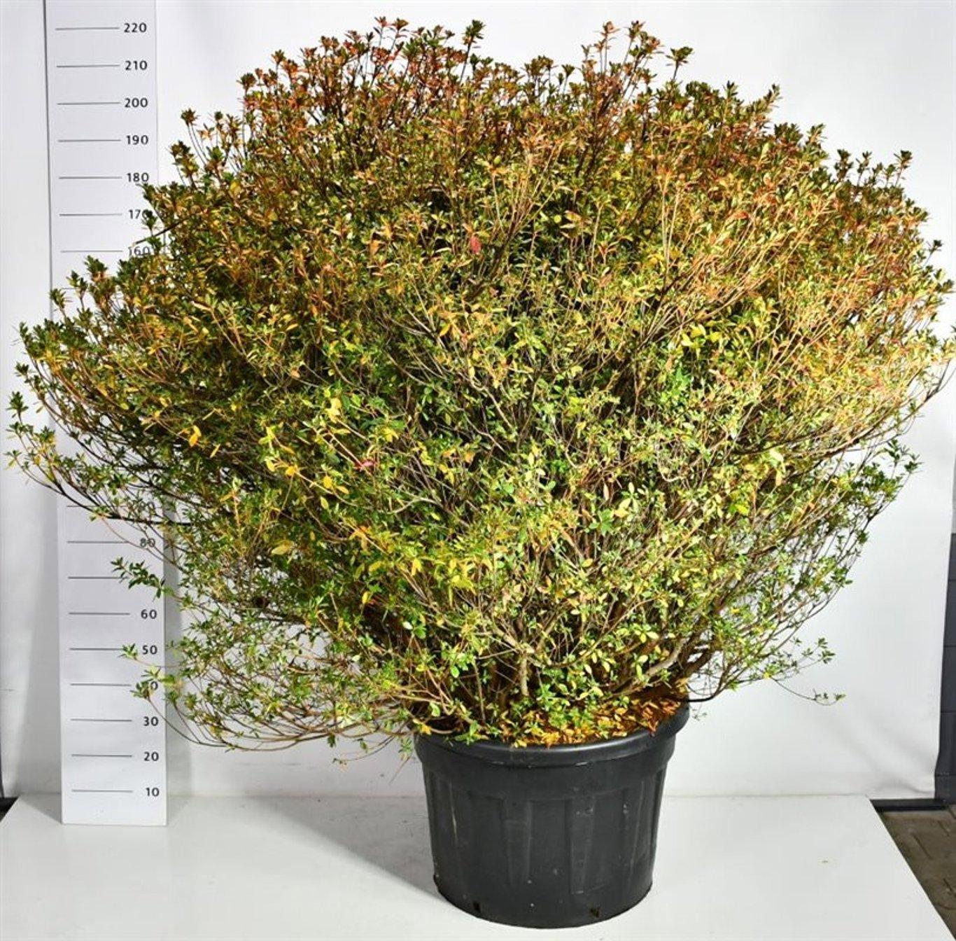 Горшечные цветы и растения оптом Rhododendron (aj) aladdin Scout от 1шт из Голландии с доставкой по России