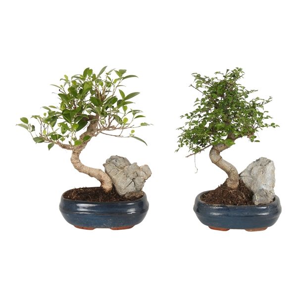 Горшечные цветы и растения оптом Bonsai Mix With Rock In Ceramic от 5шт из Голландии с доставкой по России