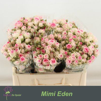 Срезанные цветы оптом Rosa sp mimi eden от 60шт из Голландии с доставкой по России