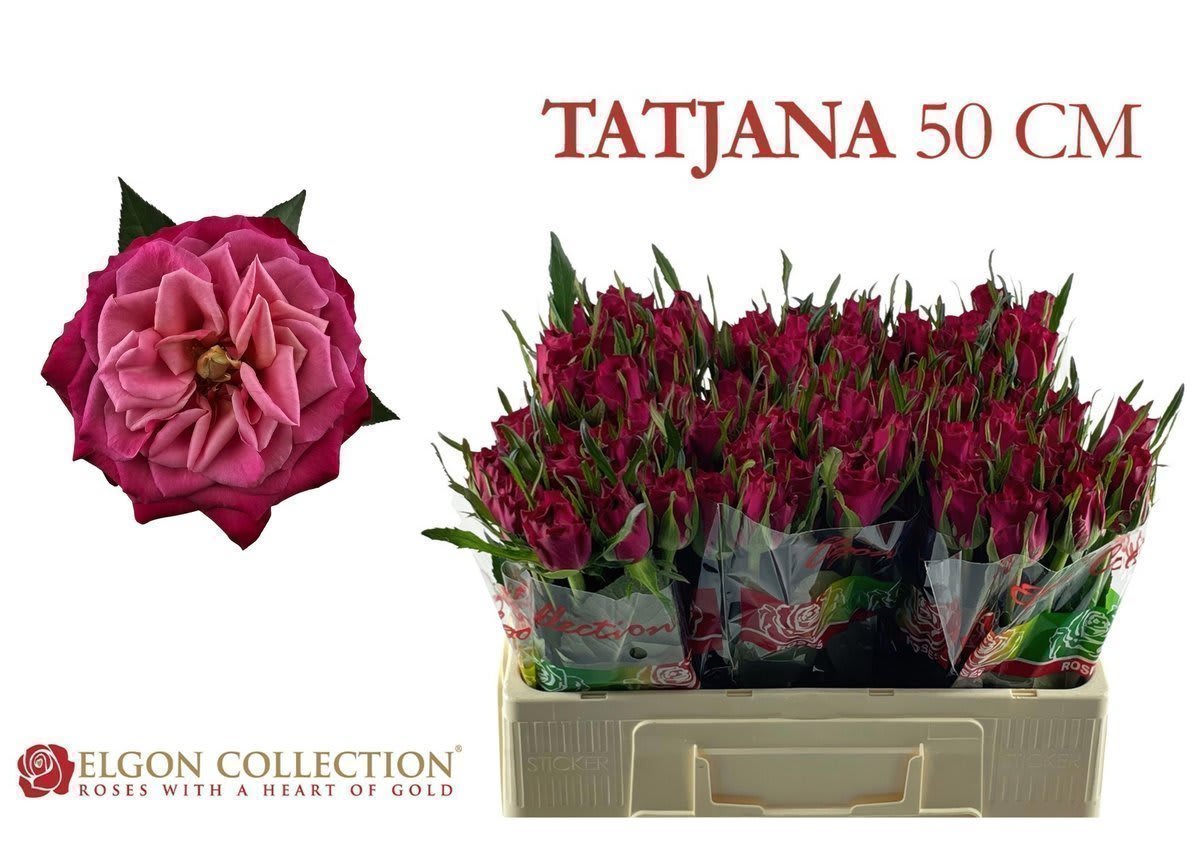 Срезанные цветы оптом Rosa large tatjana от 80шт из Голландии с доставкой по России