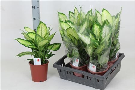 Горшечные цветы и растения оптом Dieff Camilla от 6шт из Голландии с доставкой по России