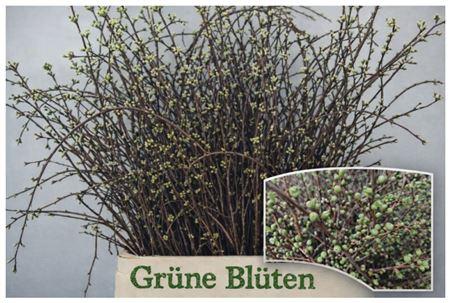 Срезанные цветы оптом Prunus morel per bunch от 20шт из Голландии с доставкой по России