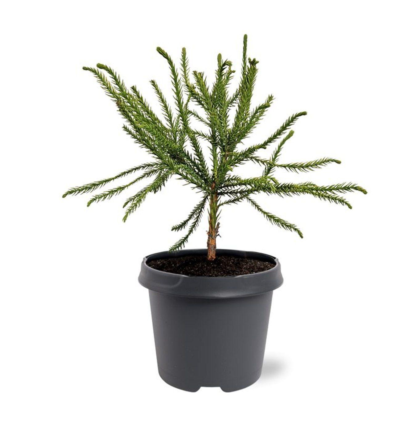 Горшечные цветы и растения оптом Cryptomeria Jap Dacrydioides от 1шт из Голландии с доставкой по России