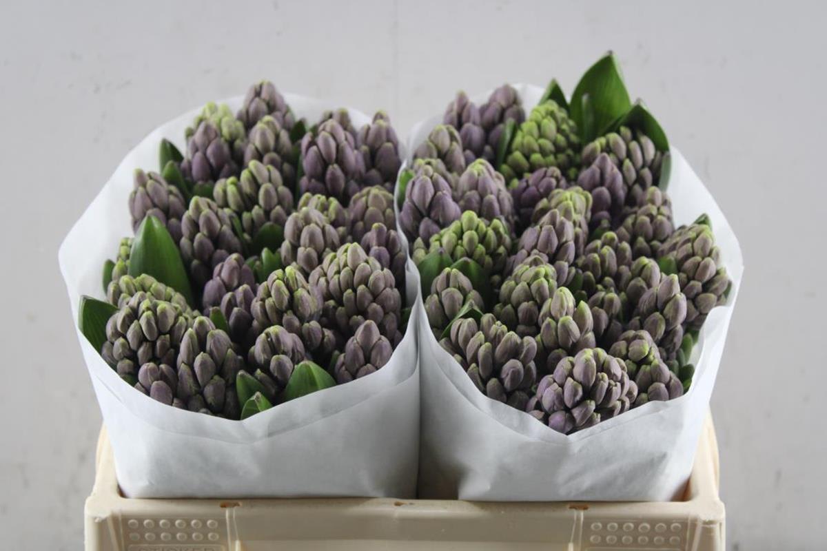 Срезанные цветы оптом Hyacinthus purple star от 50шт.. из Голландии с доставкой по России