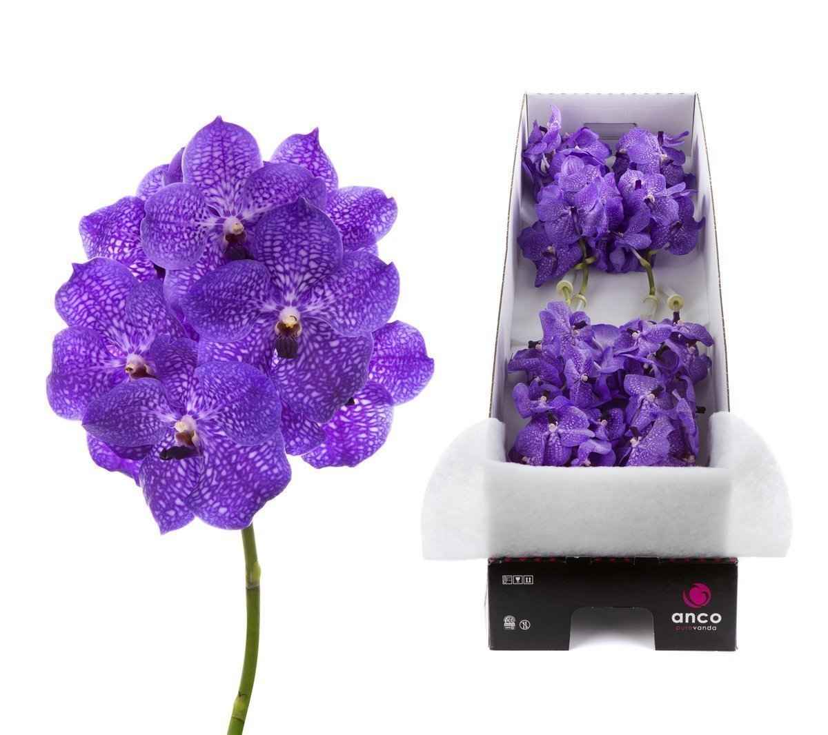 Срезанные цветы оптом Vanda violet blue stem от 16шт. из Голландии с доставкой по России