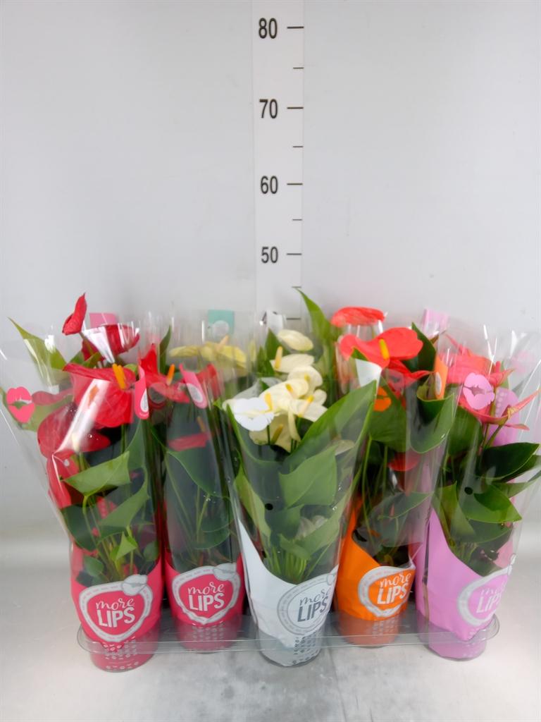 Горшечные цветы и растения оптом Anthurium   ...mix от 10шт из Голландии с доставкой по России