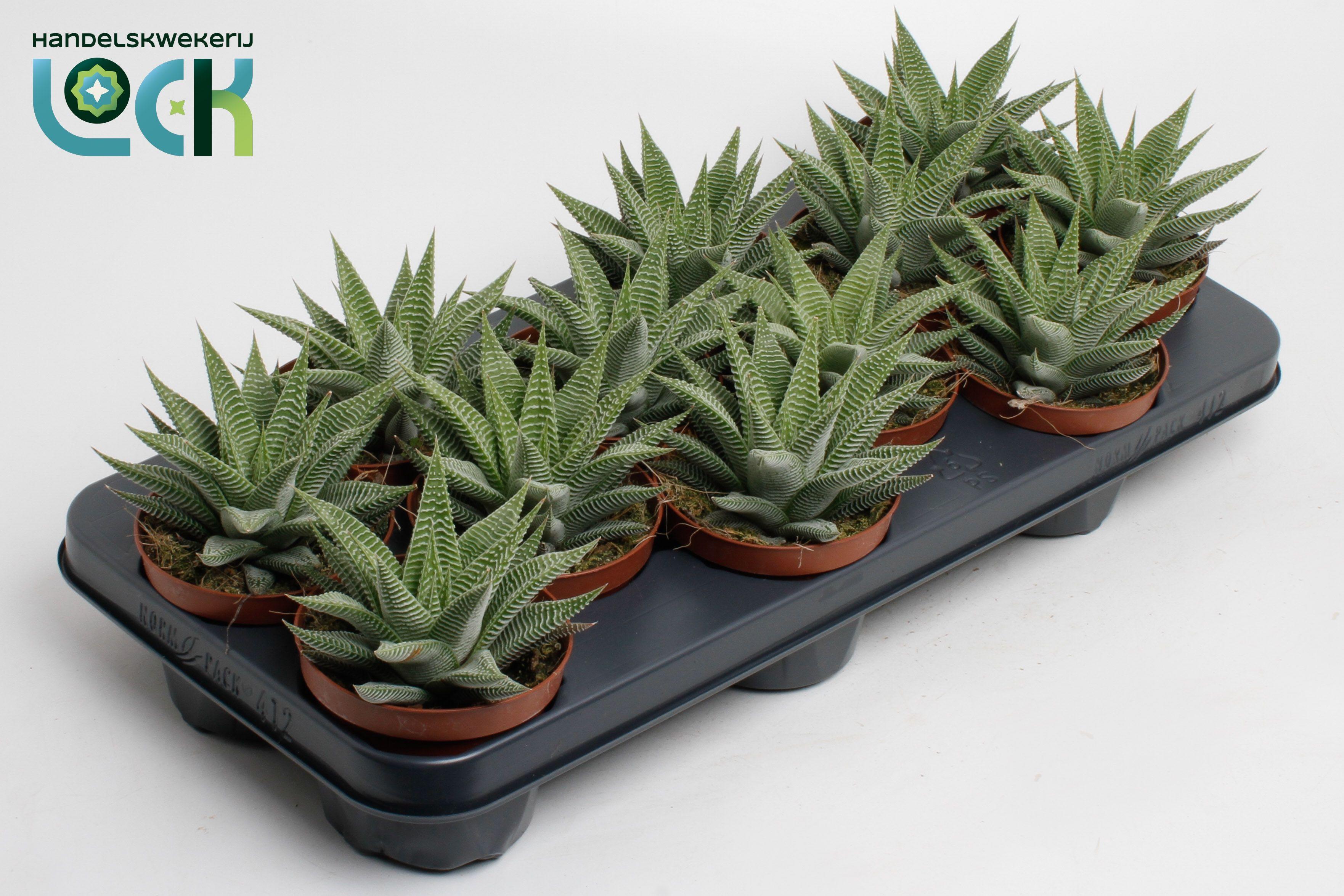 Горшечные цветы и растения оптом Haworthia Spider White от 12шт из Голландии с доставкой по России
