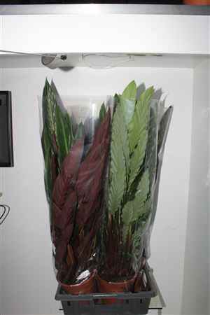 Горшечные цветы и растения оптом Calat Gemengd 21cm Pot от 4шт из Голландии с доставкой по России