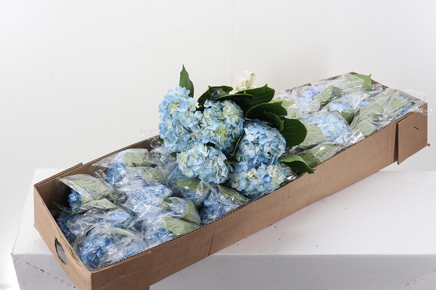 Срезанные цветы оптом Hydrangea box blue light от 30шт из Голландии с доставкой по России