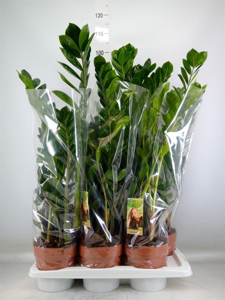 Горшечные цветы и растения оптом Zamioculcas 4+ от 6шт из Голландии с доставкой по России