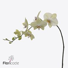 Срезанные цветы оптом Phalaenopsis rising sun (per stem) от 5шт. из Голландии с доставкой по России