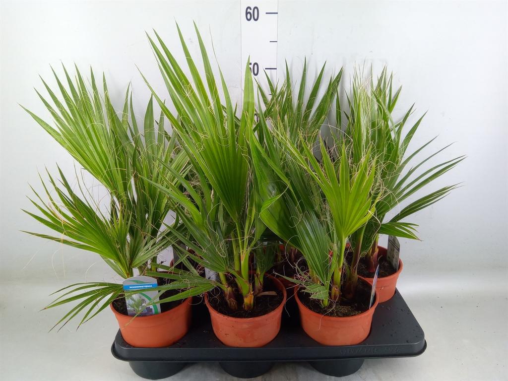 Горшечные цветы и растения оптом Washingtonia Filifera от 6шт из Голландии с доставкой по России