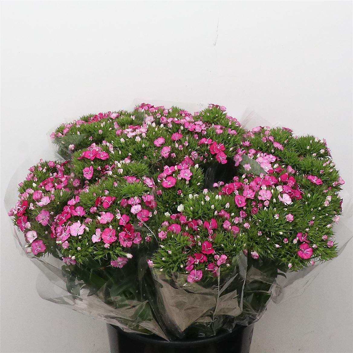 Срезанные цветы оптом Dianthus br amazone pink magic от 100шт из Голландии с доставкой по России