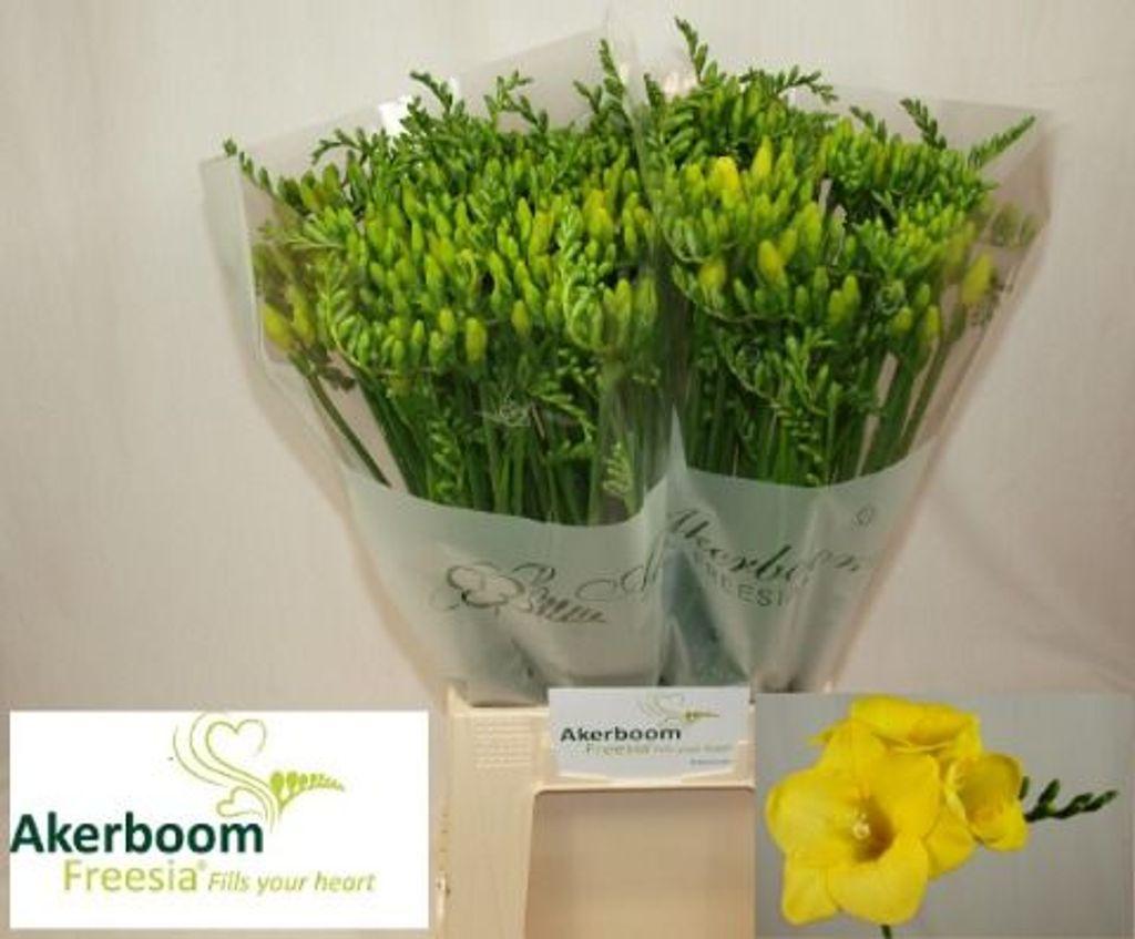 Срезанные цветы оптом Freesia si yelena от 100шт из Голландии с доставкой по России