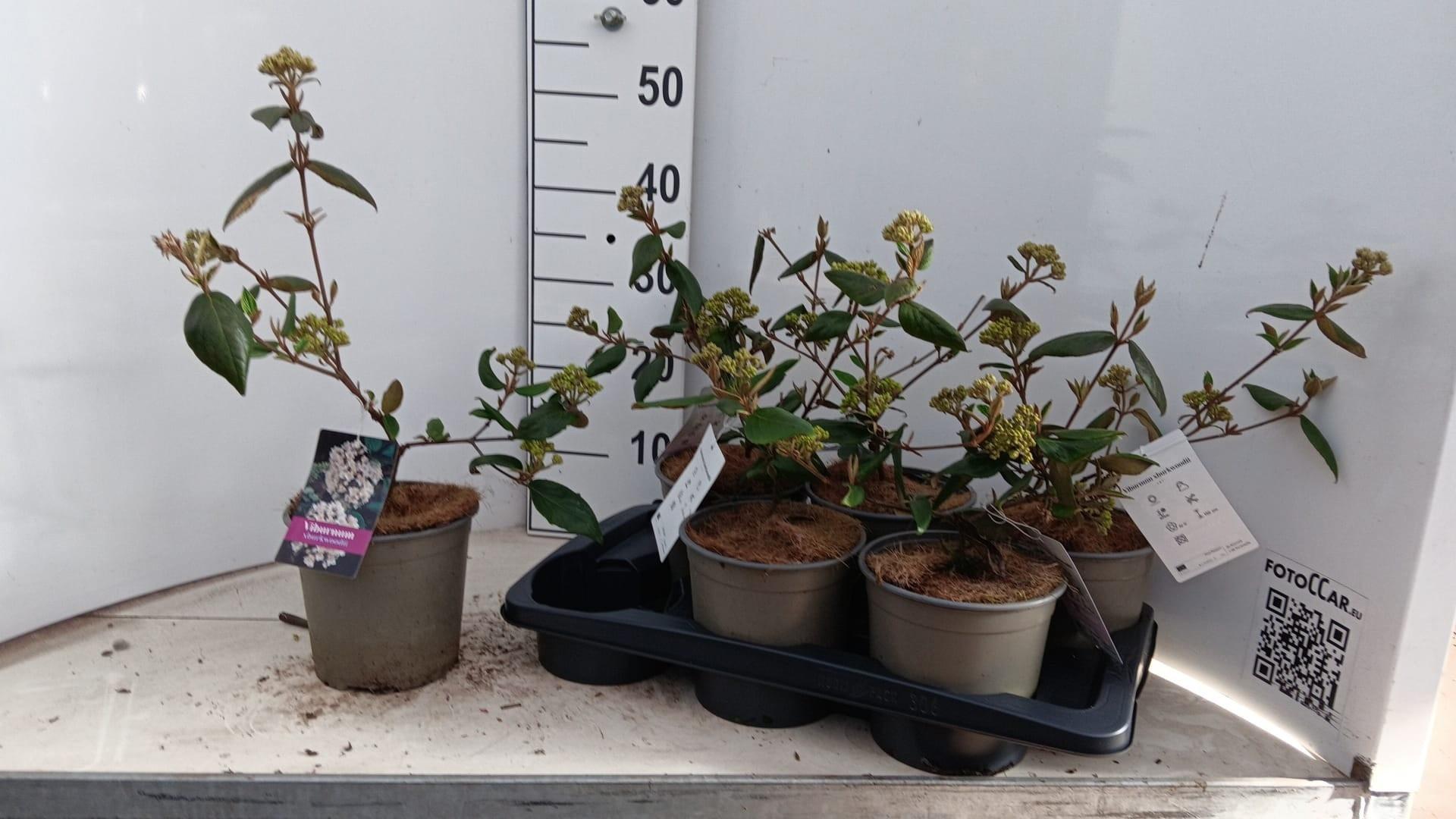 Горшечные цветы и растения оптом Vibu Burkwoodii от 6шт из Голландии с доставкой по России