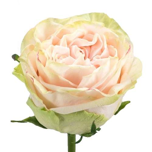 Розы оптом GARDEN SPIRIT из Эквадора с доставкой по России