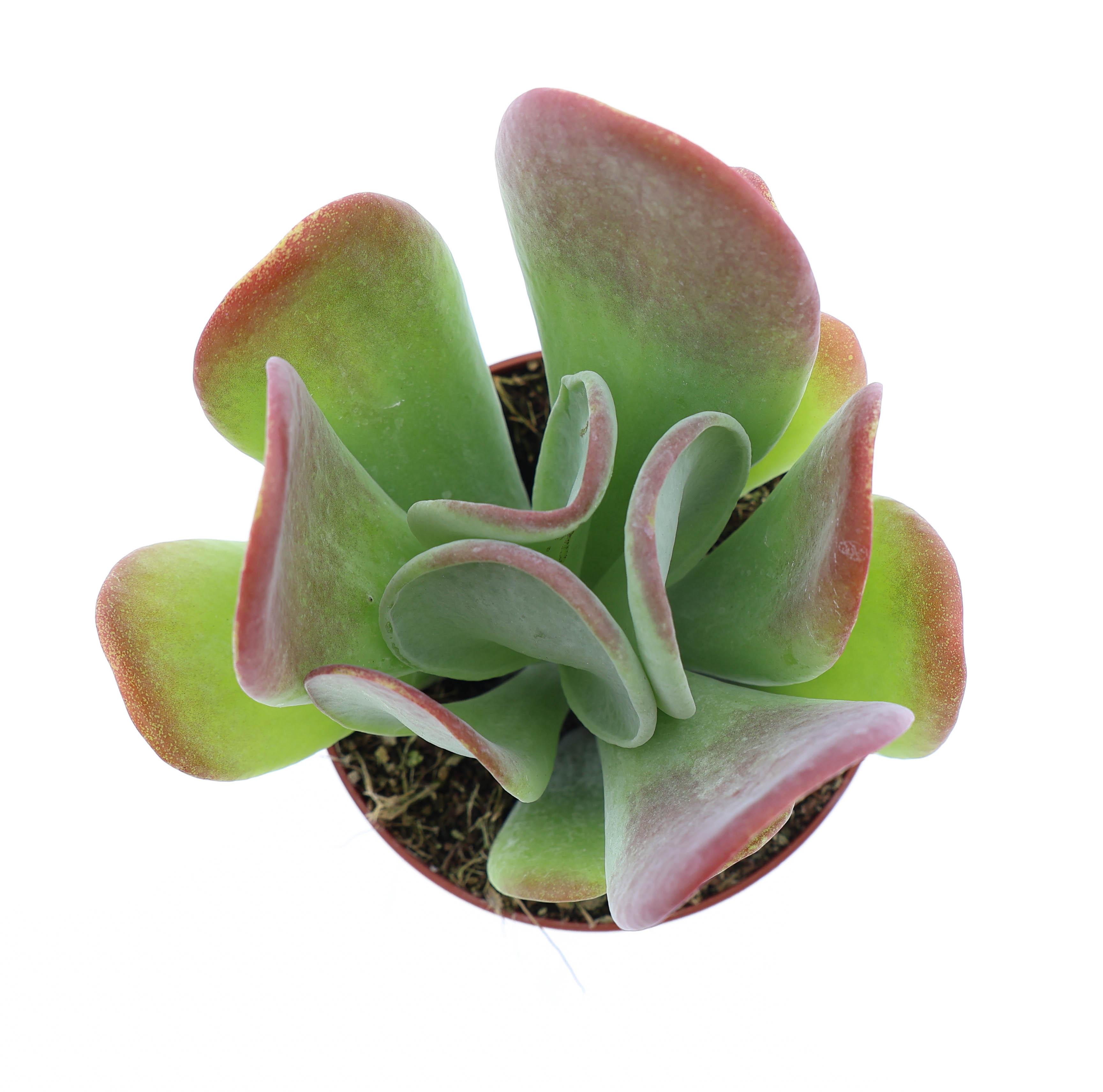 Горшечные цветы и растения оптом Kalanchoe Oricula A от 12шт (для телеги) из Голландии с доставкой по России
