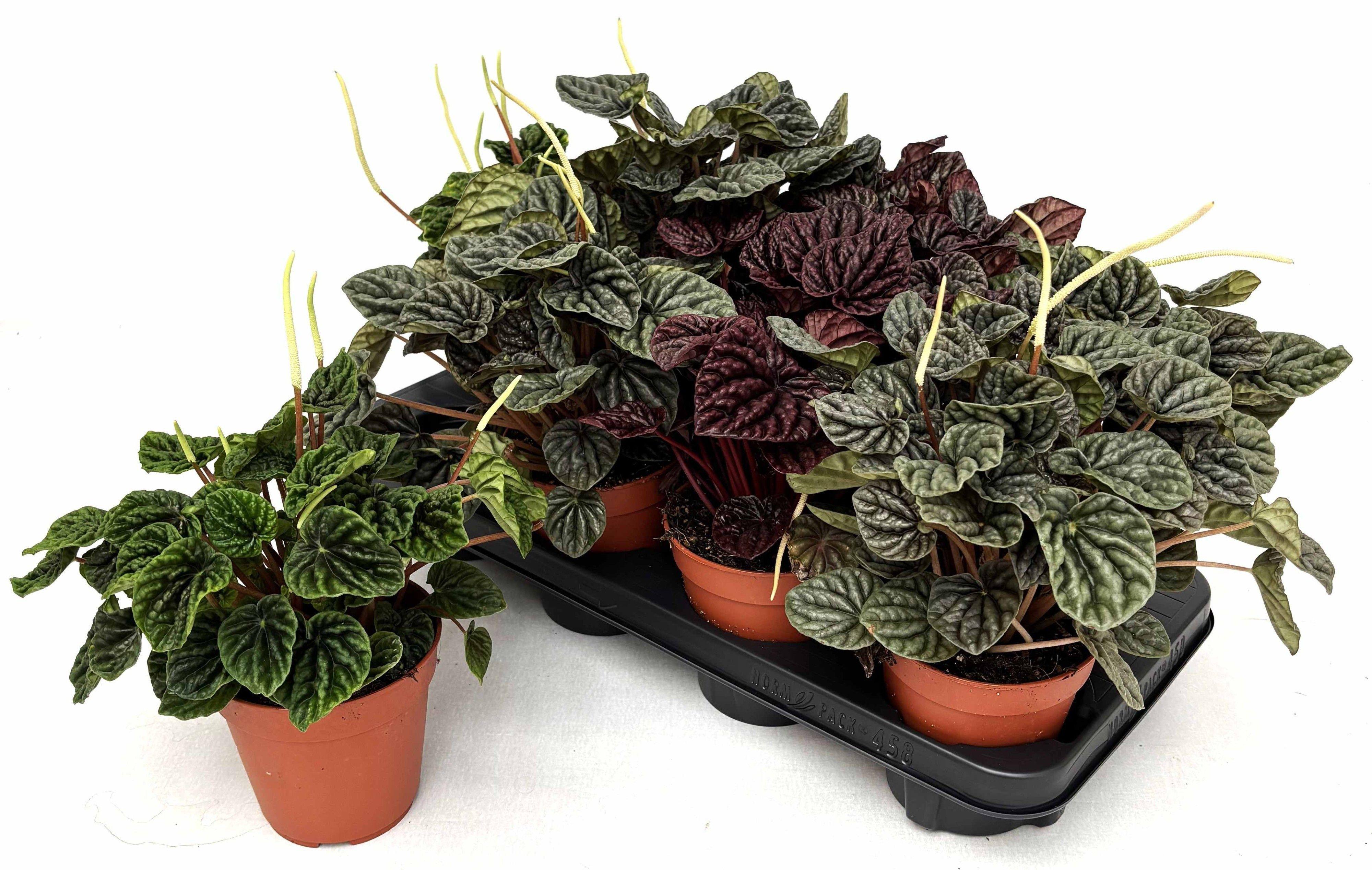 Горшечные цветы и растения оптом Pep Ca Gem от 8шт из Голландии с доставкой по России