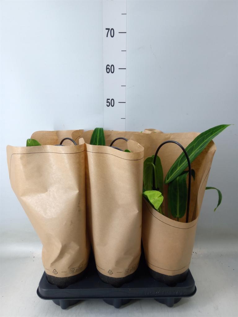 Горшечные цветы и растения оптом Anthurium   ... от 6шт из Голландии с доставкой по России