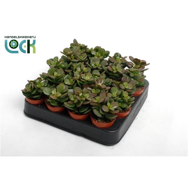 Горшечные цветы и растения оптом Crassula Minor от 30шт (для телеги) из Голландии с доставкой по России