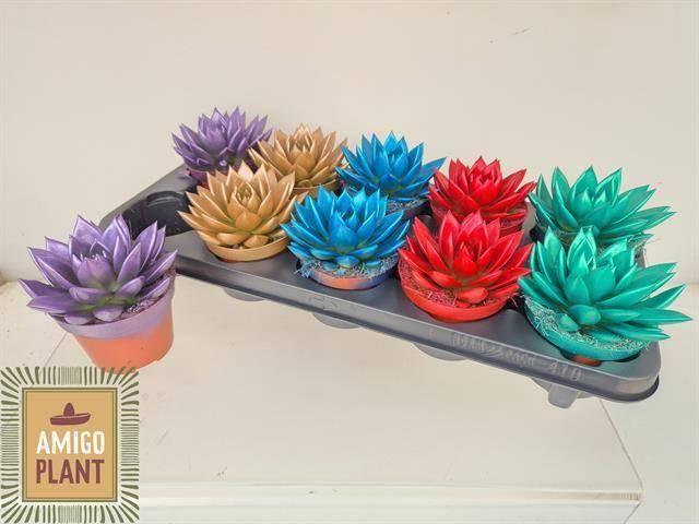 Горшечные цветы и растения оптом Echeveria Coloured Love Mix от 10шт из Голландии с доставкой по России