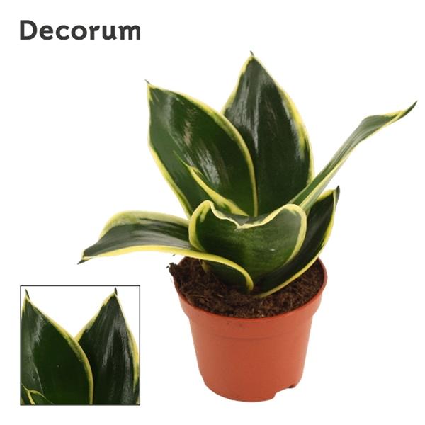 Горшечные цветы и растения оптом Sansevieria Hahnii Jade Pagoda (decorum) от 14шт (для телеги) из Голландии с доставкой по России