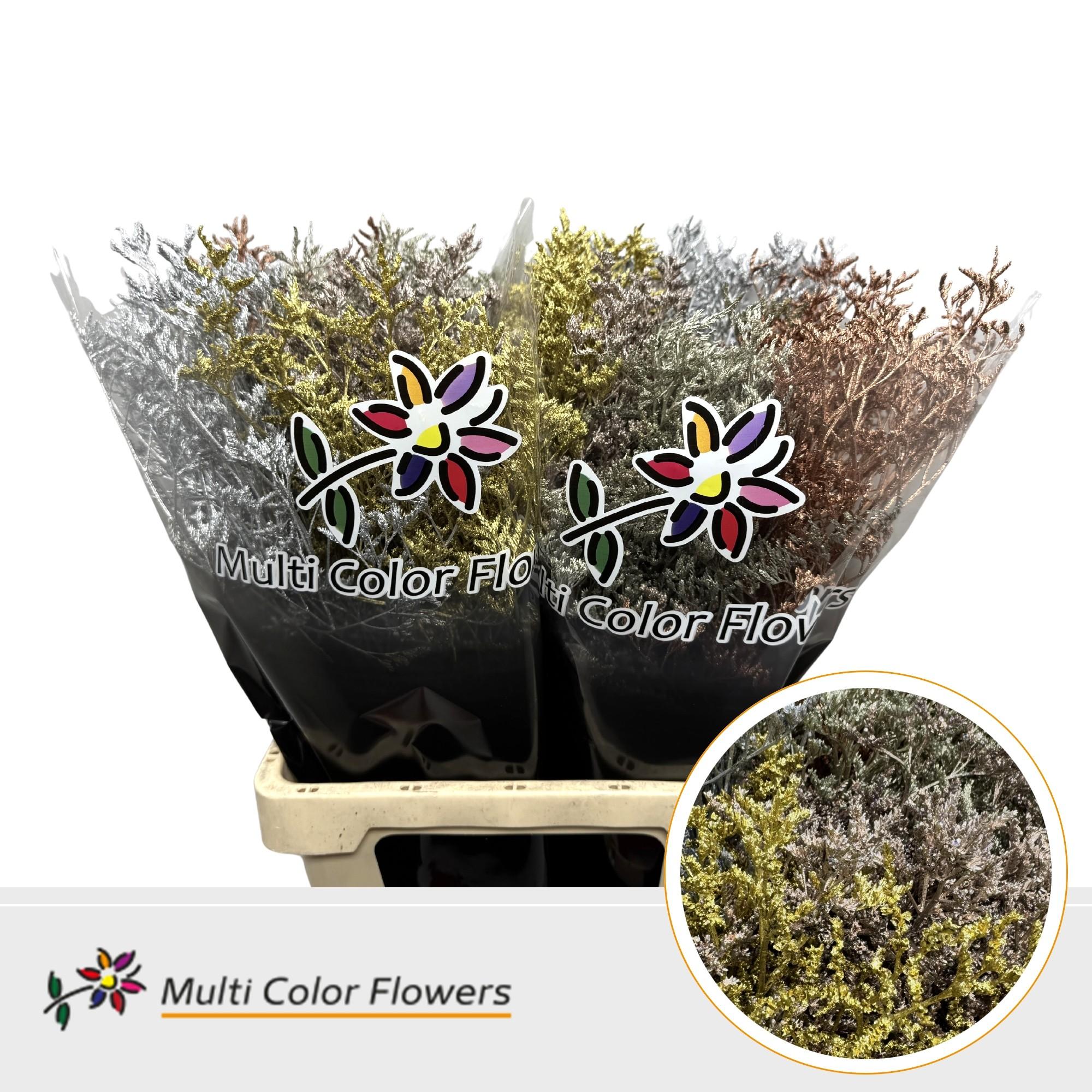 Срезанные цветы оптом Limonium paint mix metallic mixbunch 5 colors от 50шт из Голландии с доставкой по России