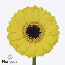 Срезанные цветы оптом Germini sunshine от 80шт из Голландии с доставкой по России