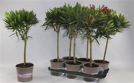 Горшечные цветы и растения оптом Nerium Oleander Stam P17 70cm от 6шт из Голландии с доставкой по России