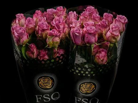 Срезанные цветы оптом Rosa ec cool water от 40шт из Голландии с доставкой по России