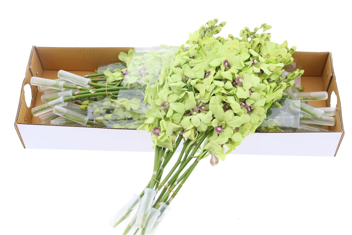 Срезанные цветы оптом Dendrobium green от 40шт из Голландии с доставкой по России