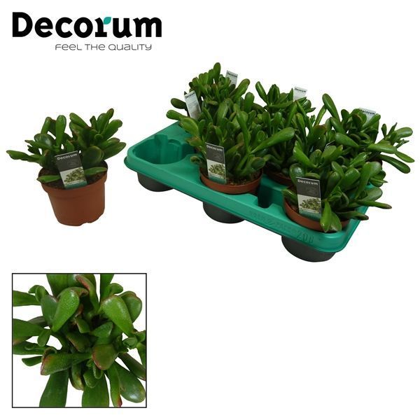 Горшечные цветы и растения оптом Crassula Ovata Hobbit (decorum) от 9шт из Голландии с доставкой по России