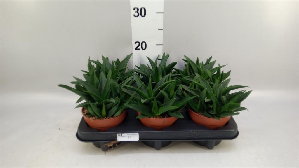 Горшечные цветы и растения оптом Haworthia Pumila west Jogoo от 6шт из Голландии с доставкой по России