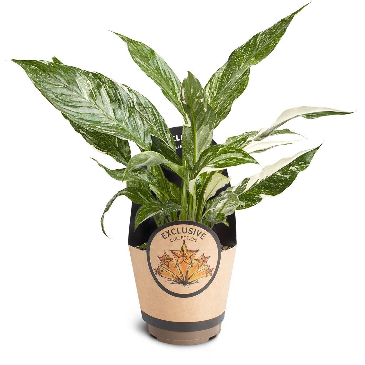 Горшечные цветы и растения оптом Spathiphyllum Variegata от 9шт из Голландии с доставкой по России