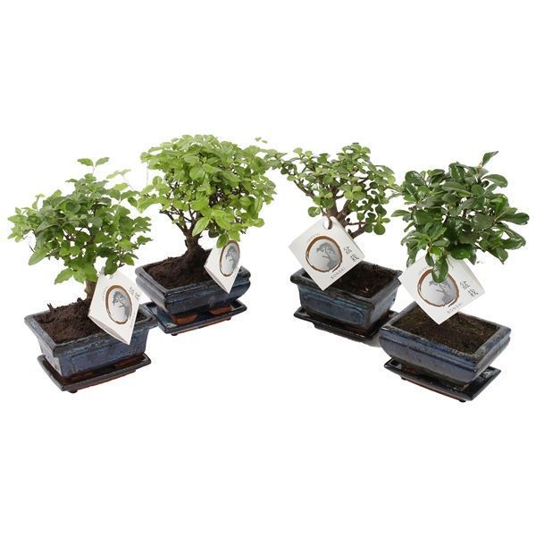 Горшечные цветы и растения оптом Bonsai Mix In Ceramic With Saucer от 13шт из Голландии с доставкой по России