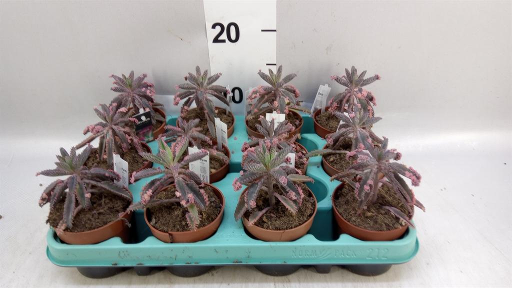 Горшечные цветы и растения оптом Kalanchoe Nf Tubiflora от 12шт (для телеги) из Голландии с доставкой по России
