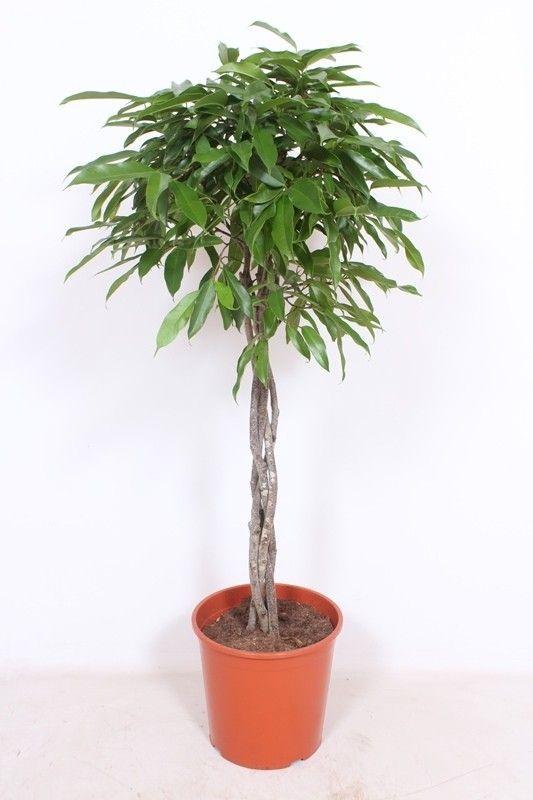 Горшечные цветы и растения оптом Ficus Bin Amstel King On Twisted Stem от 1шт из Голландии с доставкой по России