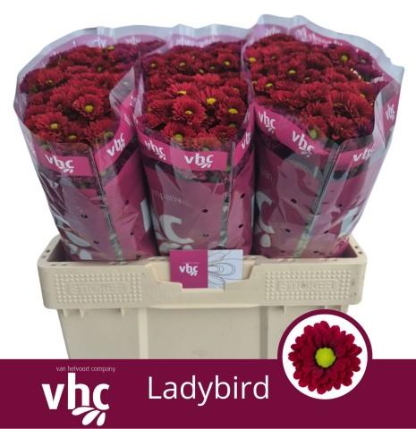 Срезанные цветы оптом Chrys sa ladybird от 75шт из Голландии с доставкой по России