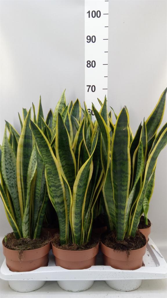 Горшечные цветы и растения оптом Sansevieria Laurentii от 6шт из Голландии с доставкой по России