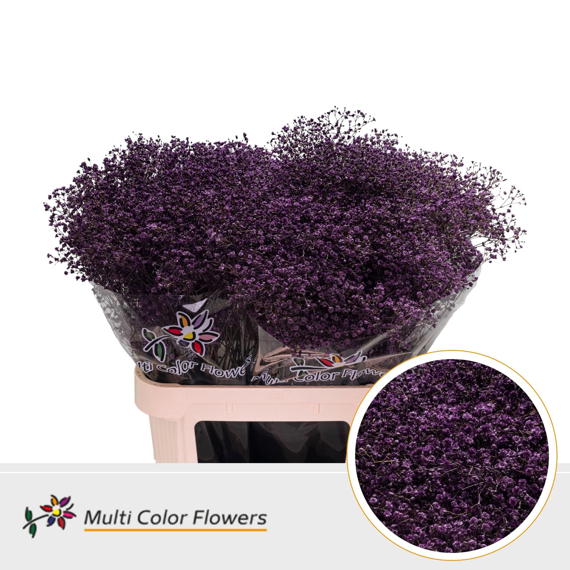 Срезанные цветы оптом Gyps fine paint lilac dark от 50шт из Голландии с доставкой по России