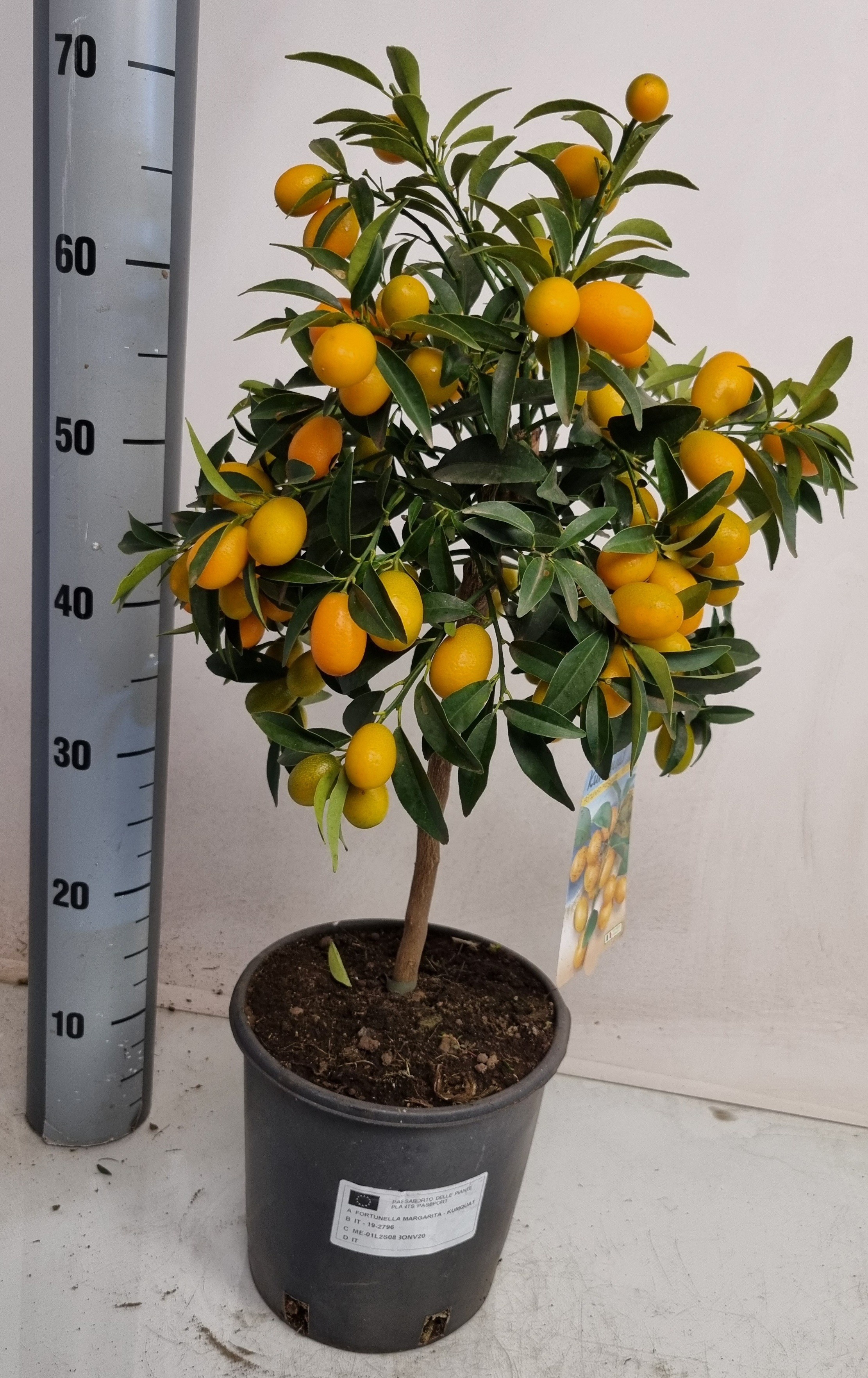 Горшечные цветы и растения оптом Citr Margarita от 1шт (для телеги) из Голландии с доставкой по России