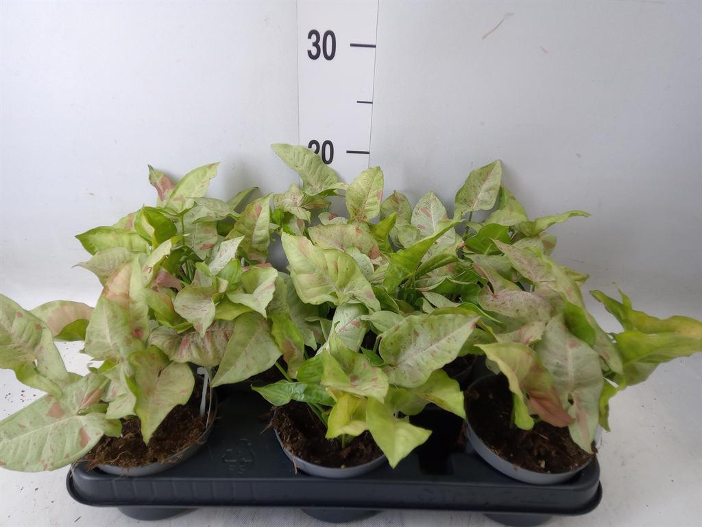 Горшечные цветы и растения оптом Syngonium   ... от 8шт из Голландии с доставкой по России