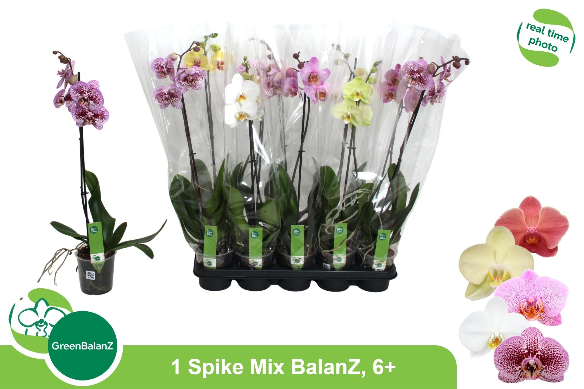 Горшечные цветы и растения оптом Phal Gem от 10шт'' из Голландии с доставкой по России