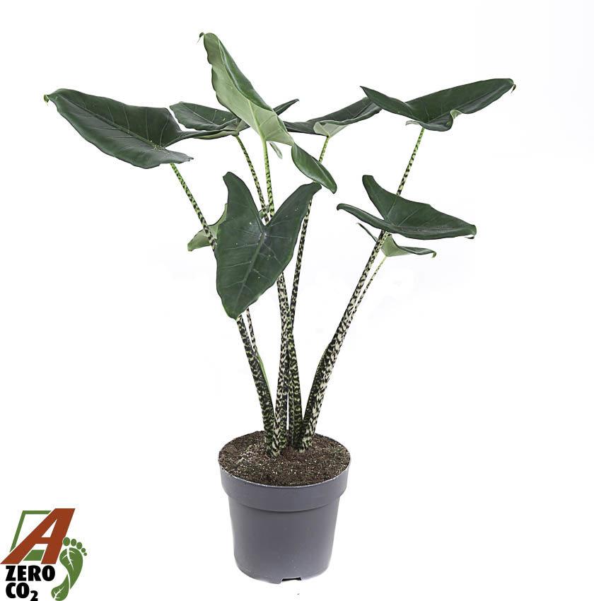 Горшечные цветы и растения оптом Alocasia Zebrina от 1шт (для телеги) из Голландии с доставкой по России