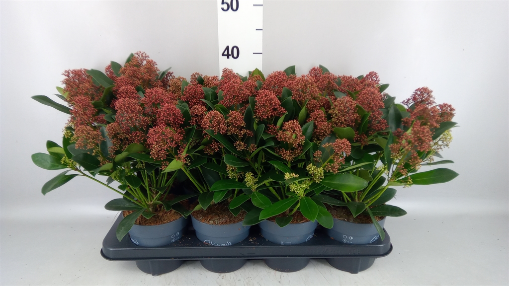 Горшечные цветы и растения оптом Skimmia Jap. rubella от 8шт из Голландии с доставкой по России