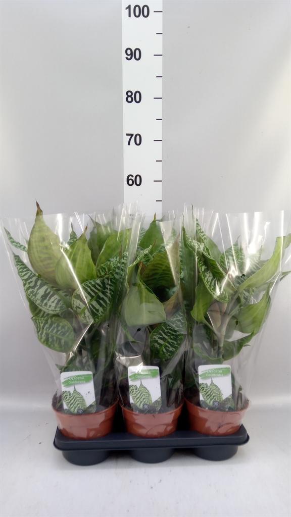 Горшечные цветы и растения оптом Dracaena от 6шт из Голландии с доставкой по России
